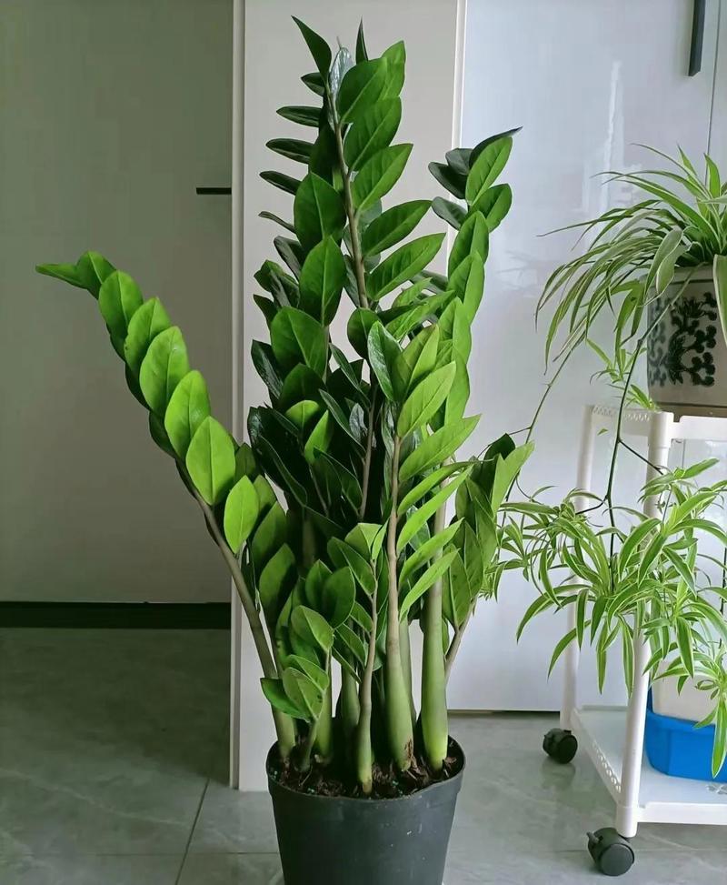 火炬花有毒吗，可以家养吗，火炬花好养吗-第4张图片-优品飞百科