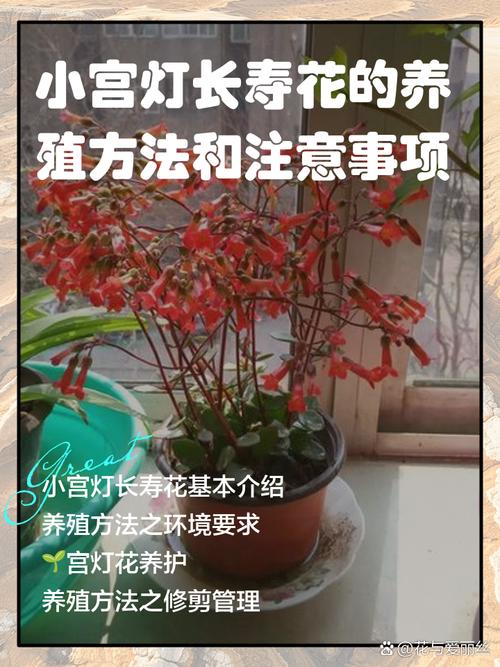 宫灯长寿的养殖方法和注意事项,宫灯长寿的养护?-第2张图片-优品飞百科 宫灯长寿的养殖方法和注意事项,宫灯长寿的养护?-第2张图片-优品飞百科