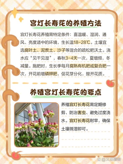 宫灯长寿的养殖方法和注意事项,宫灯长寿的养护?-第3张图片-优品飞百科 宫灯长寿的养殖方法和注意事项,宫灯长寿的养护?-第3张图片-优品飞百科