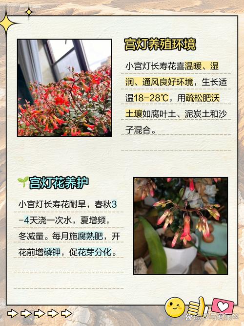 宫灯长寿的养殖方法和注意事项,宫灯长寿的养护?-第4张图片-优品飞百科 宫灯长寿的养殖方法和注意事项,宫灯长寿的养护?-第4张图片-优品飞百科