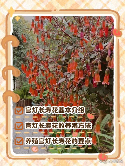 宫灯长寿的养殖方法和注意事项,宫灯长寿的养护?-第5张图片-优品飞百科 宫灯长寿的养殖方法和注意事项,宫灯长寿的养护?-第5张图片-优品飞百科