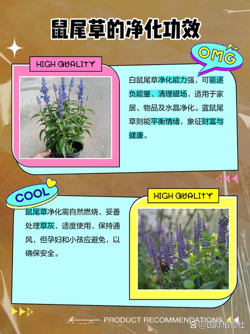 薰衣草是鼠尾草吗，薰衣草和鼠尾草的区别，薰衣草是鼠尾草吗,薰衣草和鼠尾草的区别是什么-第1张图片-优品飞百科