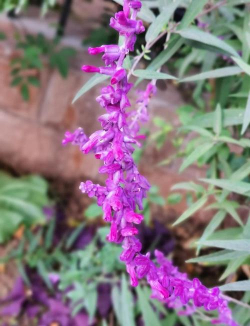 薰衣草是鼠尾草吗，薰衣草和鼠尾草的区别，薰衣草是鼠尾草吗,薰衣草和鼠尾草的区别是什么-第2张图片-优品飞百科