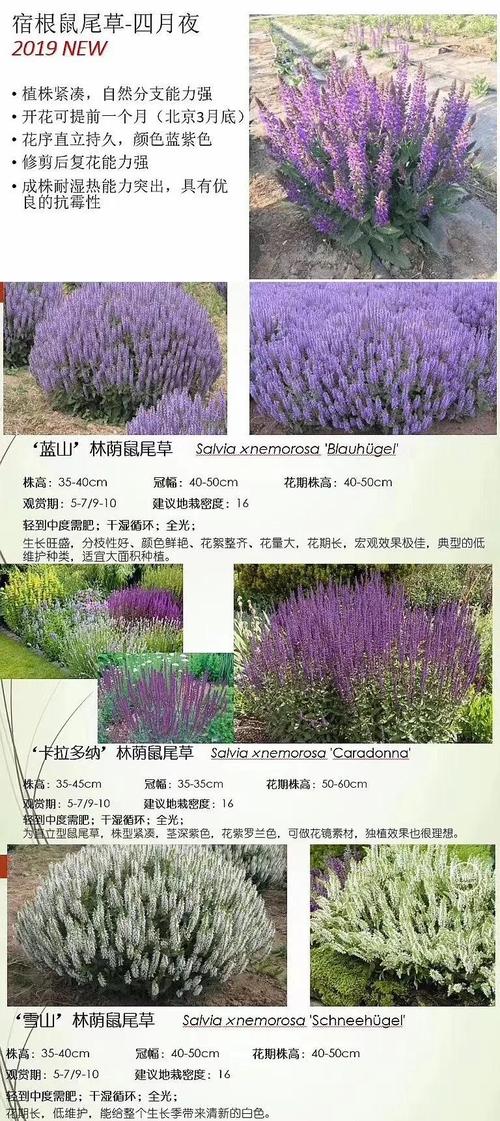 薰衣草是鼠尾草吗，薰衣草和鼠尾草的区别，薰衣草是鼠尾草吗,薰衣草和鼠尾草的区别是什么-第3张图片-优品飞百科