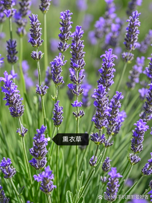 薰衣草是鼠尾草吗，薰衣草和鼠尾草的区别，薰衣草是鼠尾草吗,薰衣草和鼠尾草的区别是什么-第4张图片-优品飞百科