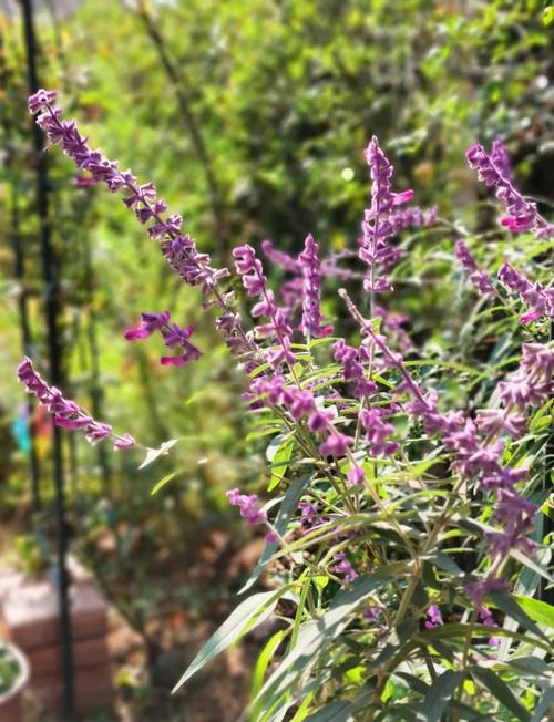 薰衣草是鼠尾草吗，薰衣草和鼠尾草的区别，薰衣草是鼠尾草吗,薰衣草和鼠尾草的区别是什么-第5张图片-优品飞百科