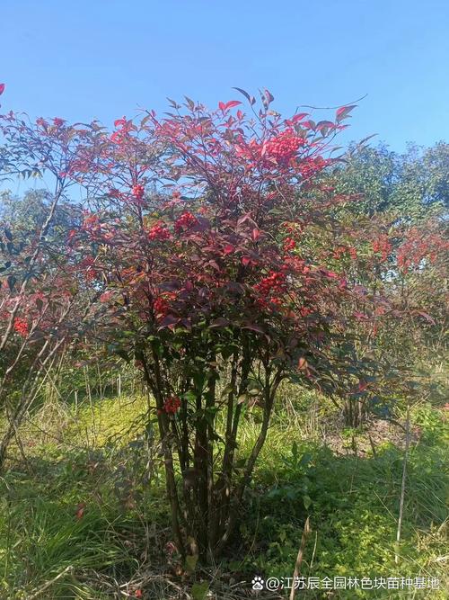 南天竹有毒吗，南天竹有毒吗能在室内养吗？