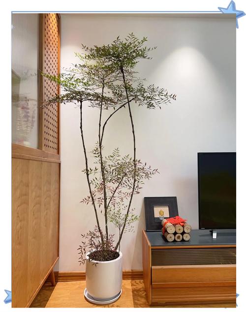 南天竹有毒吗，南天竹有毒吗能在室内养吗？-第2张图片-优品飞百科