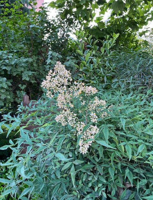 南天竹有毒吗，南天竹有毒吗能在室内养吗？-第3张图片-优品飞百科