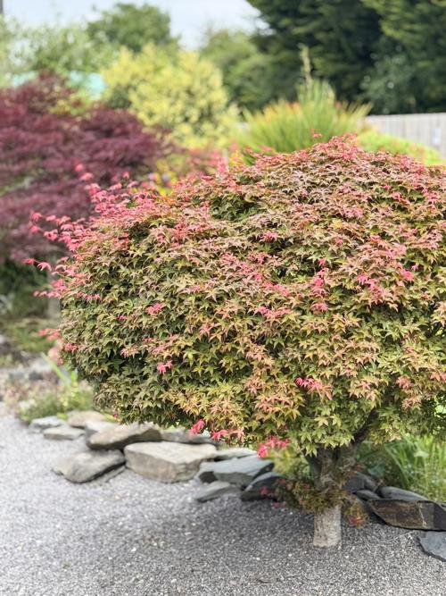 南天竹有毒吗，南天竹有毒吗能在室内养吗？-第4张图片-优品飞百科