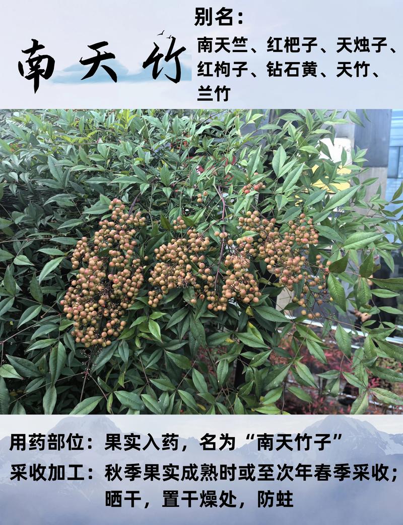 南天竹有毒吗，南天竹有毒吗能在室内养吗？-第5张图片-优品飞百科