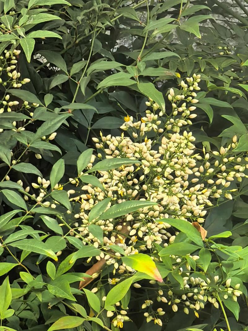 南天竹有毒吗，南天竹有毒吗能在室内养吗？-第6张图片-优品飞百科