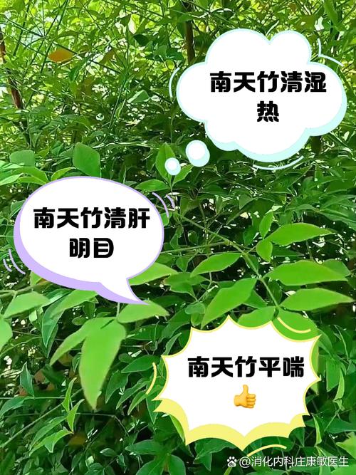 南天竹有毒吗，南天竹有毒吗能在室内养吗？-第7张图片-优品飞百科