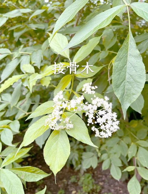 接骨木的功效和作用，接骨木的功效和作用及禁忌