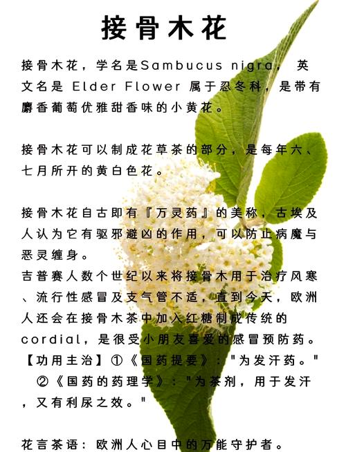 接骨木的功效和作用，接骨木的功效和作用及禁忌-第2张图片-优品飞百科