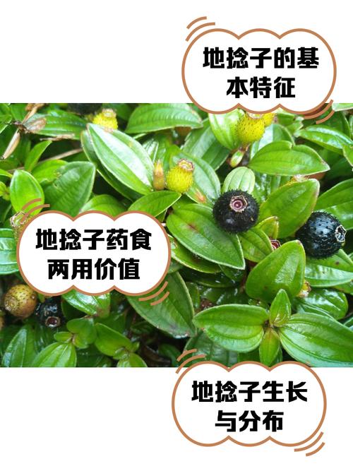 地菍的功效与作用？地菍的功效与作用和图片大全？-第2张图片-优品飞百科