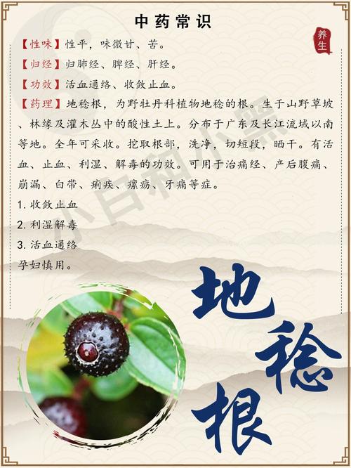 地菍的功效与作用？地菍的功效与作用和图片大全？-第3张图片-优品飞百科
