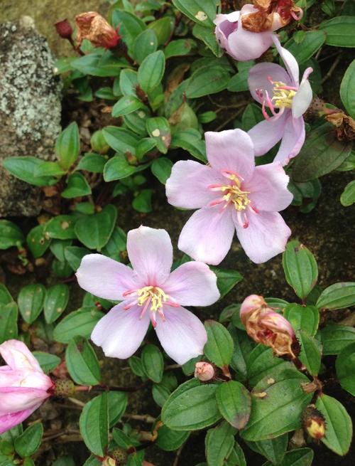 地菍的功效与作用？地菍的功效与作用和图片大全？-第5张图片-优品飞百科