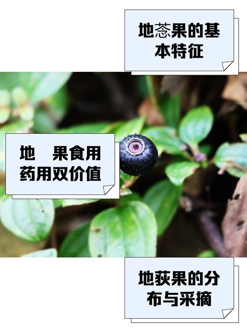 地菍的功效与作用？地菍的功效与作用和图片大全？-第4张图片-优品飞百科