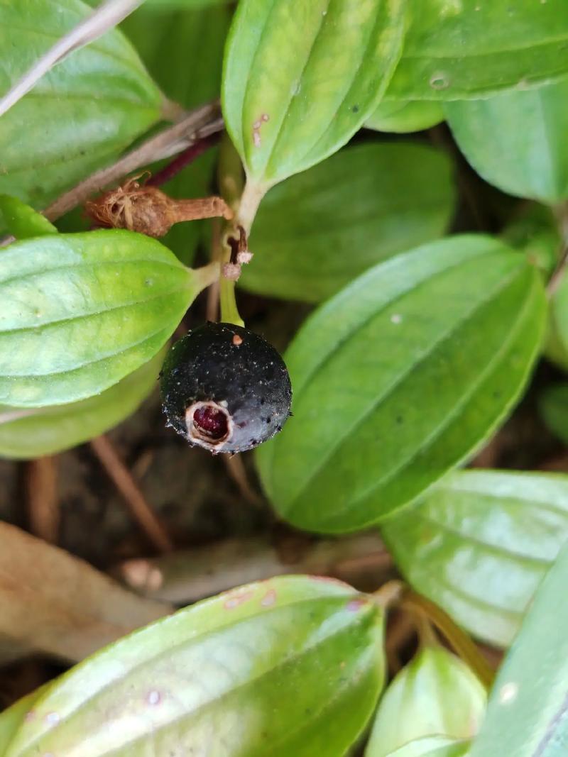 地菍的功效与作用？地菍的功效与作用和图片大全？-第6张图片-优品飞百科