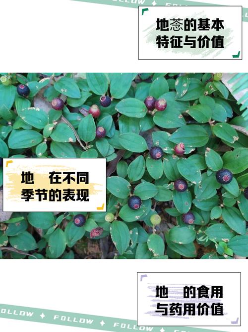 地菍的功效与作用？地菍的功效与作用和图片大全？-第7张图片-优品飞百科