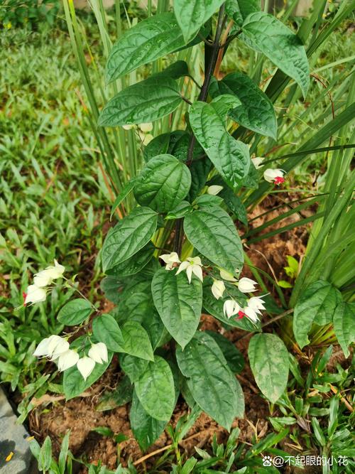 龙吐珠花有毒吗,能养在室内吗?,龙吐珠的花怎么养-第1张图片-优品飞百科 龙吐珠花有毒吗,能养在室内吗?,龙吐珠的花怎么养-第1张图片-优品飞百科