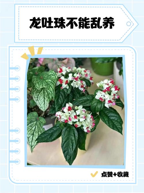 龙吐珠花有毒吗,能养在室内吗?,龙吐珠的花怎么养-第2张图片-优品飞百科 龙吐珠花有毒吗,能养在室内吗?,龙吐珠的花怎么养-第2张图片-优品飞百科