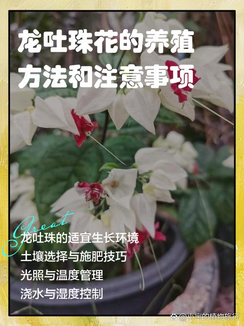龙吐珠花有毒吗,能养在室内吗?,龙吐珠的花怎么养-第3张图片-优品飞百科 龙吐珠花有毒吗,能养在室内吗?,龙吐珠的花怎么养-第3张图片-优品飞百科
