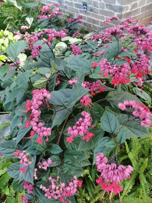 龙吐珠花有毒吗,能养在室内吗?,龙吐珠的花怎么养-第4张图片-优品飞百科 龙吐珠花有毒吗,能养在室内吗?,龙吐珠的花怎么养-第4张图片-优品飞百科