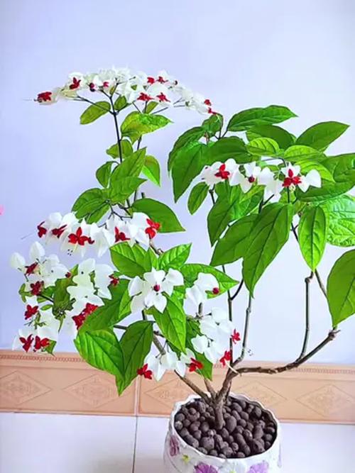 龙吐珠花有毒吗,能养在室内吗?,龙吐珠的花怎么养-第5张图片-优品飞百科 龙吐珠花有毒吗,能养在室内吗?,龙吐珠的花怎么养-第5张图片-优品飞百科