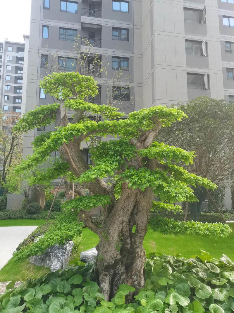 高档小区绿化树木有哪些，高档小区的绿化率大概是多少？-第1张图片-优品飞百科