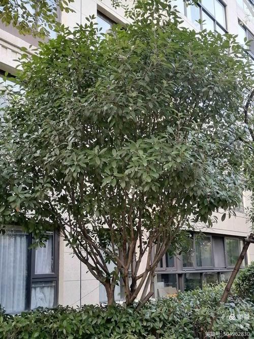 高档小区绿化树木有哪些，高档小区的绿化率大概是多少？-第3张图片-优品飞百科