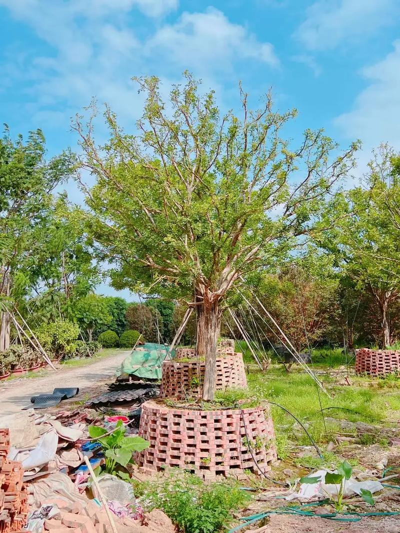 高档小区绿化树木有哪些，高档小区的绿化率大概是多少？-第4张图片-优品飞百科