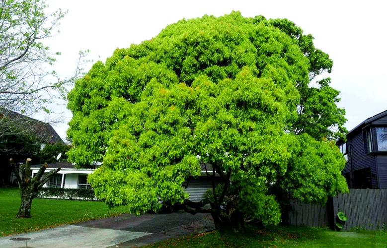 高档小区绿化树木有哪些，高档小区的绿化率大概是多少？-第5张图片-优品飞百科