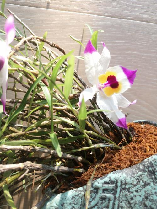 串珠石斛的养殖方法和注意事项,串珠石斛花期多长?-第1张图片-优品飞百科 串珠石斛的养殖方法和注意事项,串珠石斛花期多长?-第1张图片-优品飞百科