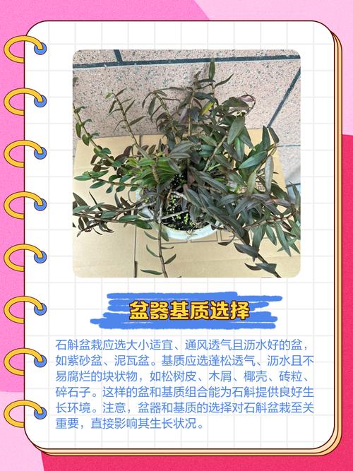 串珠石斛的养殖方法和注意事项,串珠石斛花期多长?-第2张图片-优品飞百科 串珠石斛的养殖方法和注意事项,串珠石斛花期多长?-第2张图片-优品飞百科