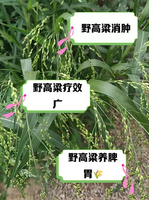 高粱的功效与作用，高粱的功效与作用吃法大全-第4张图片-优品飞百科