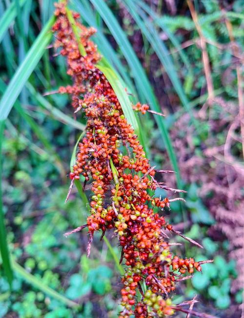 高粱的功效与作用，高粱的功效与作用吃法大全-第7张图片-优品飞百科