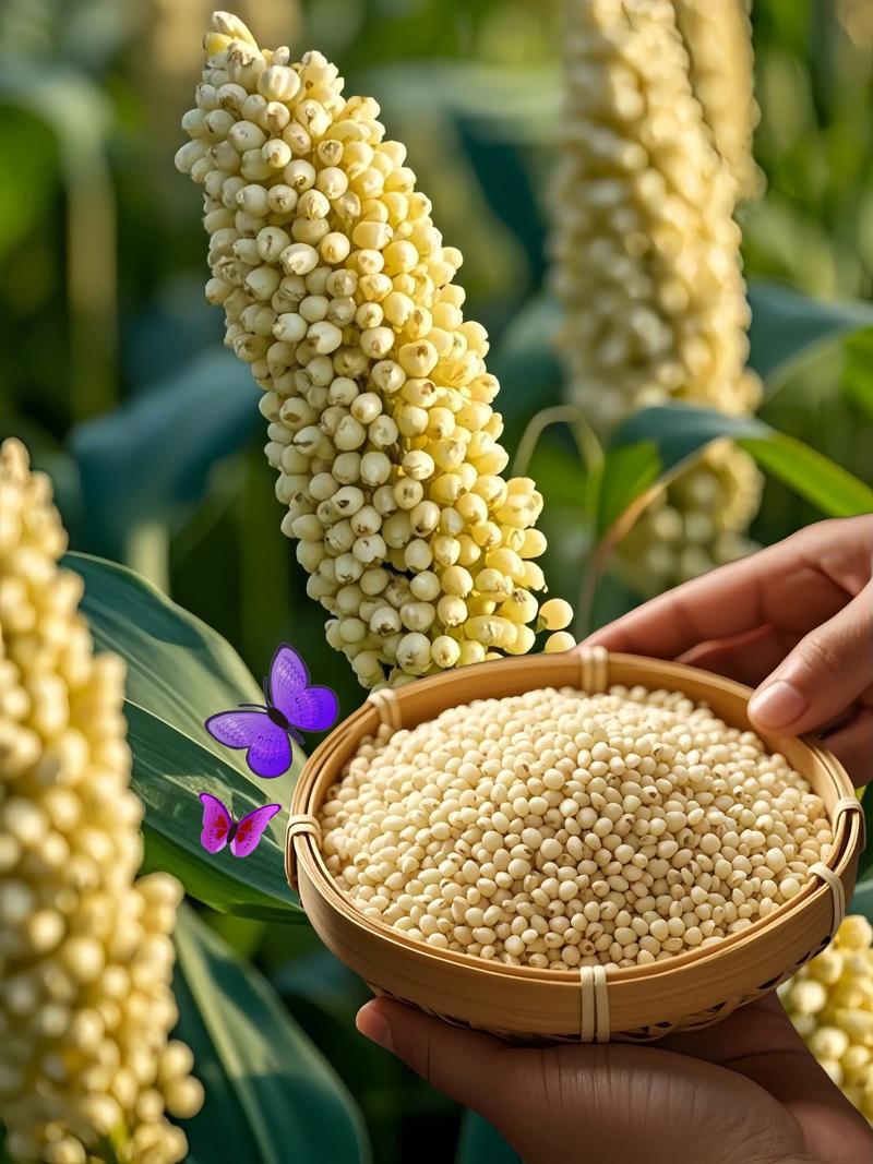 高粱的功效与作用，高粱的功效与作用吃法大全-第8张图片-优品飞百科