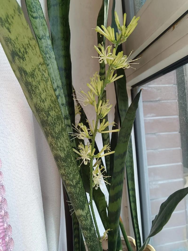 银脉虎尾兰有什么作用,第四点你可能不知道!,银脉虎尾兰能长高么?-第2张图片-优品飞百科 银脉虎尾兰有什么作用,第四点你可能不知道!,银脉虎尾兰能长高么?-第2张图片-优品飞百科