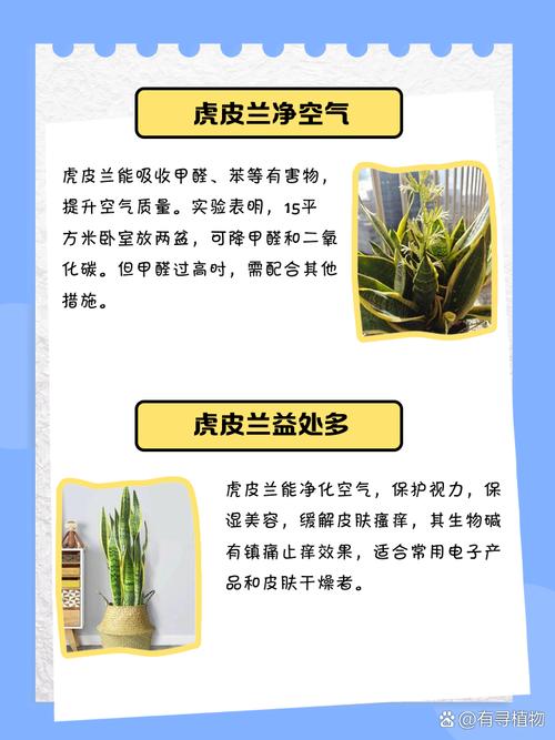 银脉虎尾兰有什么作用,第四点你可能不知道!,银脉虎尾兰能长高么?-第3张图片-优品飞百科 银脉虎尾兰有什么作用,第四点你可能不知道!,银脉虎尾兰能长高么?-第3张图片-优品飞百科