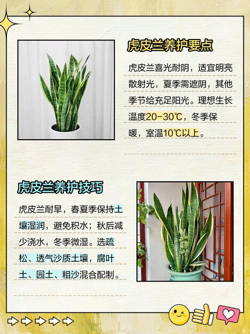 银脉虎尾兰有什么作用,第四点你可能不知道!,银脉虎尾兰能长高么?-第5张图片-优品飞百科 银脉虎尾兰有什么作用,第四点你可能不知道!,银脉虎尾兰能长高么?-第5张图片-优品飞百科