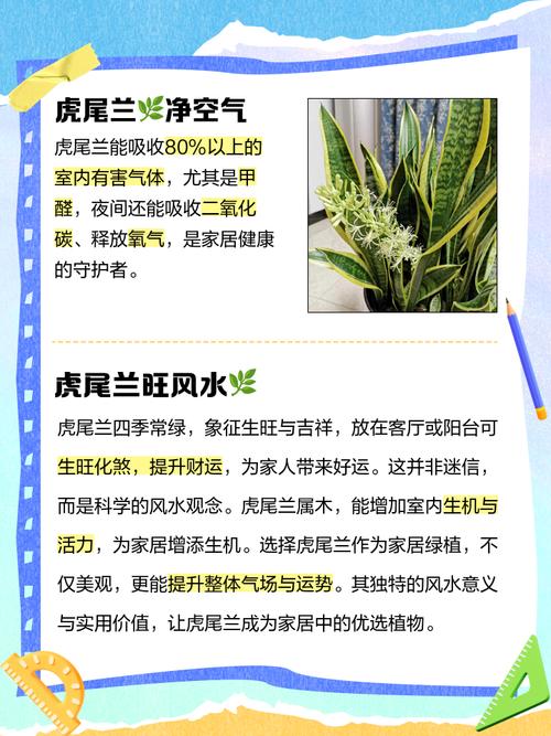 银脉虎尾兰有什么作用,第四点你可能不知道!,银脉虎尾兰能长高么?-第6张图片-优品飞百科 银脉虎尾兰有什么作用,第四点你可能不知道!,银脉虎尾兰能长高么?-第6张图片-优品飞百科