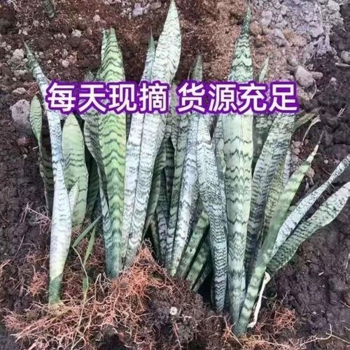 银脉虎尾兰有什么作用,第四点你可能不知道!,银脉虎尾兰能长高么?-第7张图片-优品飞百科 银脉虎尾兰有什么作用,第四点你可能不知道!,银脉虎尾兰能长高么?-第7张图片-优品飞百科