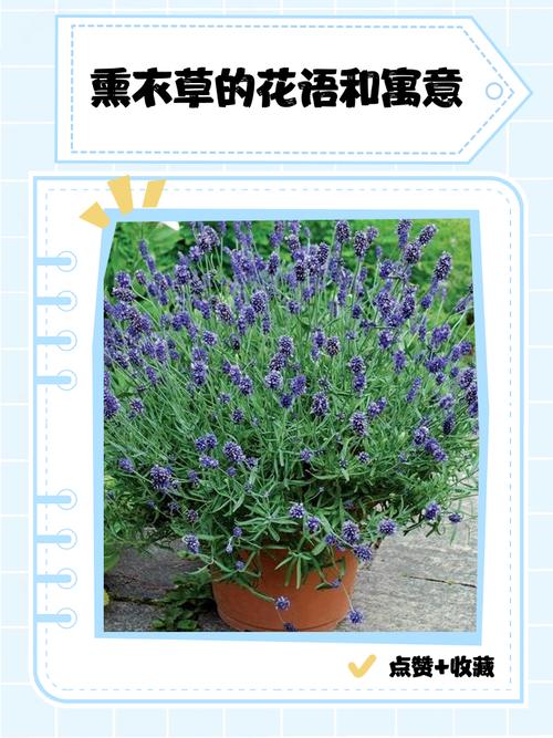 薰衣草代表什么意思，薰衣草代表的是什么