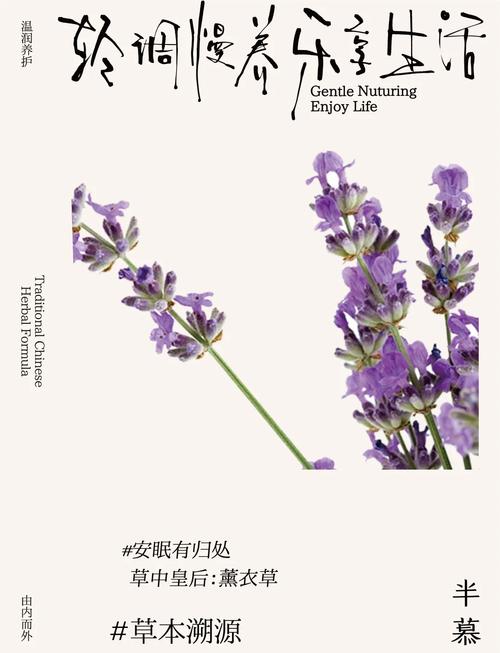 薰衣草代表什么意思,薰衣草代表的是什么-第6张图片-优品飞百科 薰衣草代表什么意思,薰衣草代表的是什么-第6张图片-优品飞百科