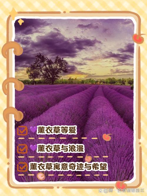 薰衣草代表什么意思,薰衣草代表的是什么-第7张图片-优品飞百科 薰衣草代表什么意思,薰衣草代表的是什么-第7张图片-优品飞百科