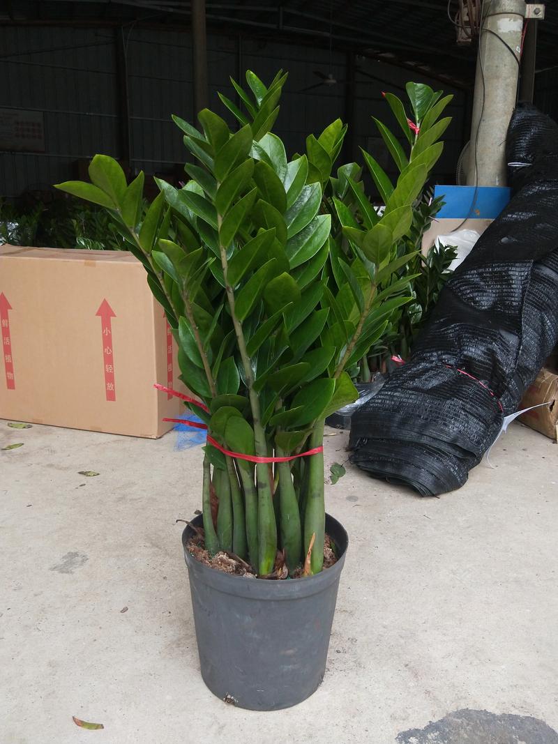 金钱树有毒吗？金钱树有毒吗能放室内吗？-第1张图片-优品飞百科