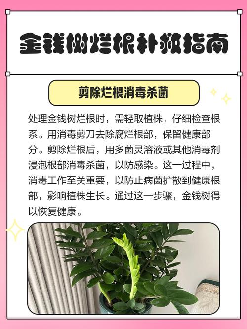 金钱树有毒吗？金钱树有毒吗能放室内吗？-第3张图片-优品飞百科