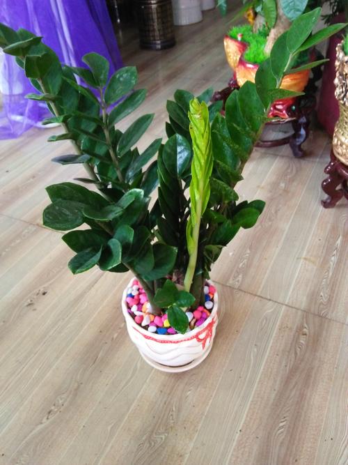 金钱树有毒吗？金钱树有毒吗能放室内吗？-第4张图片-优品飞百科